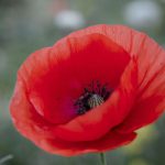 online bronnen eerste wereldoorlog WW1 first world war