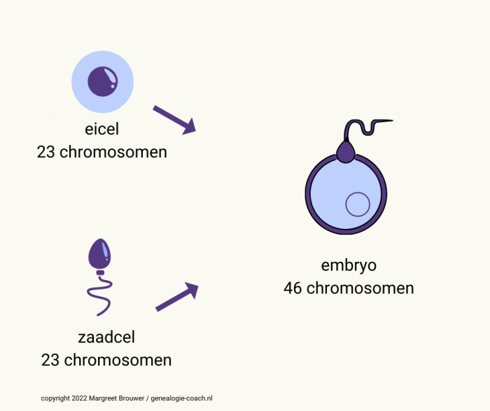 23 chromosomen van de moeder eicel en 23 chromosomen van de vader zaadcel 46 chromosomen kind