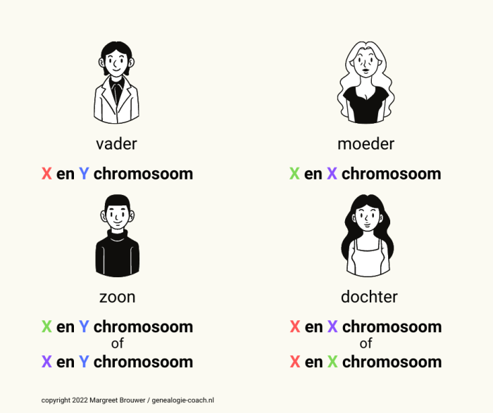 Welke chromosomen geven vader en moeders aan hun zoon en dochter?